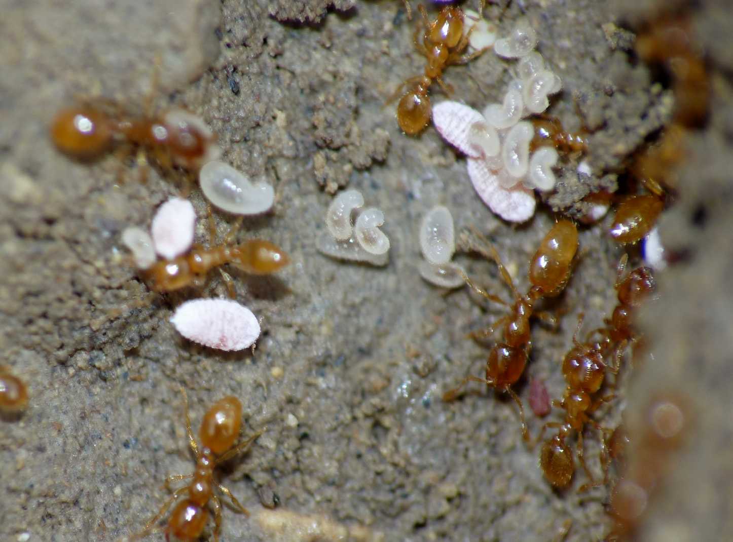 Ospiti delle formiche Solenopsis